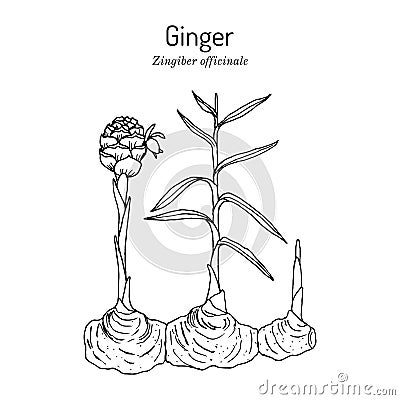 Ginger root, Zingiber officinale, edible and medicinal plant Vector Illustration