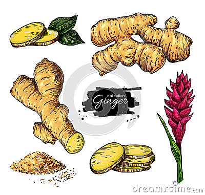 Ginger set. Vector hand drawn root, sliced pieces, powder and fl Vector Illustration