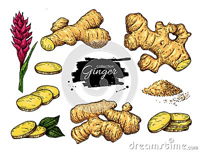 Ginger set. Vector hand drawn root, sliced pieces, powder and fl Vector Illustration