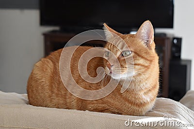 Ginger sitting on the sofa at home. Stock Photo