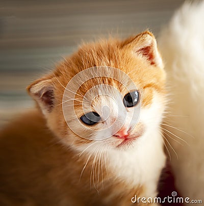 Ginger small kitten in a basket Stock Photo