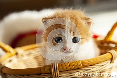 Ginger small kitten in a basket Stock Photo