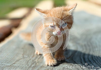 Ginger small kitten playing in the street Stock Photo