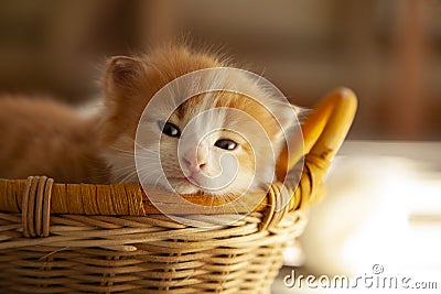 Ginger small kitten sleep in a basket Stock Photo