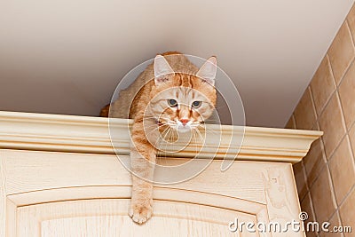 Ginger tabby cat Stock Photo