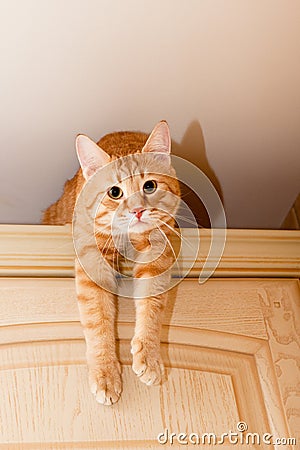 Ginger tabby cat Stock Photo