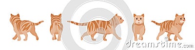 Ginger Tabby Cat walking Vector Illustration