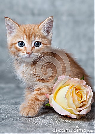 Ginger tiger-kitten Stock Photo