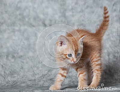Ginger tiger-kitten Stock Photo