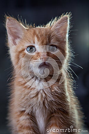 Ginger tiger-kitten Stock Photo