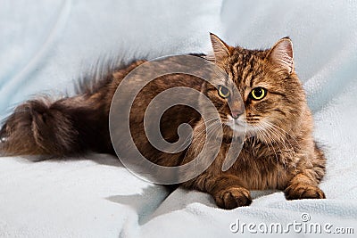 Ginger tomcat cat laying Stock Photo