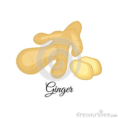 Ginger vector illustration isolated on white background.Indian Vector Illustration