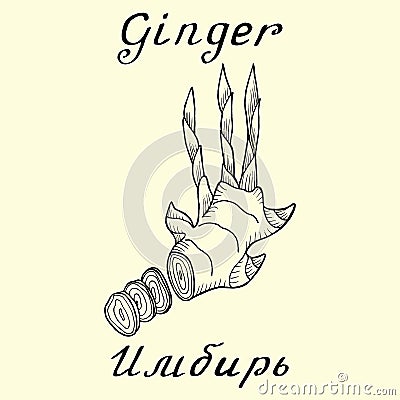 Ginger. Vector ink drawing and hand-lettering. In English and Russian texts Stock Photo