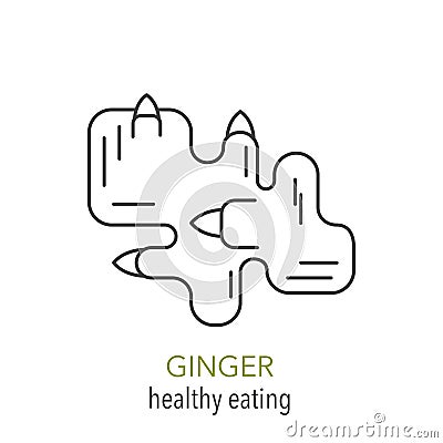 Ginger. Vector line icon. Vector Illustration