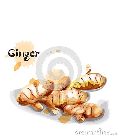 Ginger Vector watercolor. delicious icon vegetable templates Vector Illustration