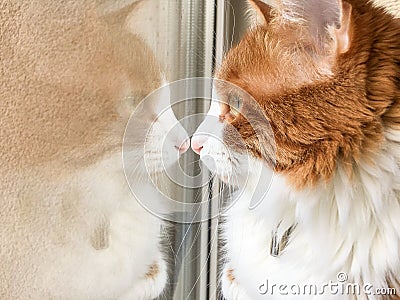 Ginger white cat looking out of the window with face reflection Stock Photo