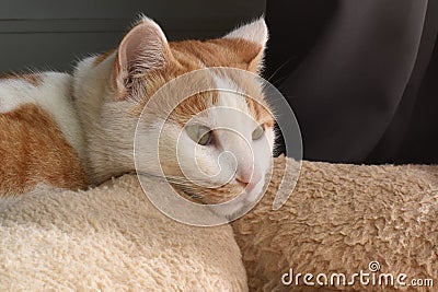Ginger and white cat lying on bed. Stock Photo