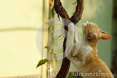 Ginger white cat sharpens its claws on the trunk of the grape Stock Photo