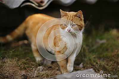 Ginger white cat walk in the garden Stock Photo
