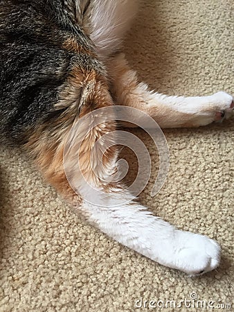 Ginger and White Feet | Female Cat Stock Photo