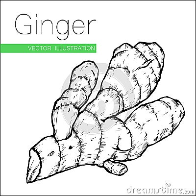 Ginger on white Vector Illustration