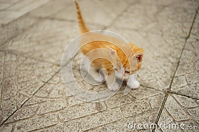 Ginger white kitten walk on the stone floor outdoors Stock Photo