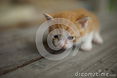 Ginger white newborn kitten walk on the wooden floor Stock Photo