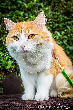 Ginger white tomcat learning how to walk on leash Stock Photo