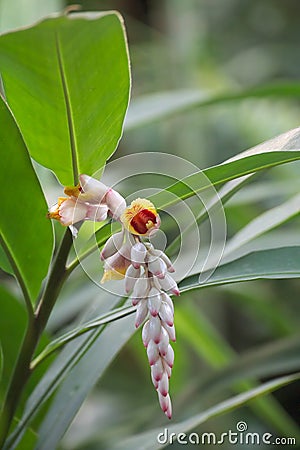 Ginger (Zingiber officinale) Blossoms Stock Photo