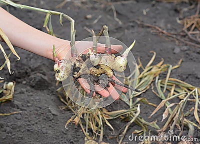 Ginger (Zingiber officinale) harvesting on ginger field. Farmer hold in hand fresh ginger rhizome Stock Photo