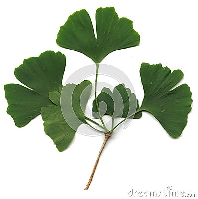 Gingko biloba Stock Photo