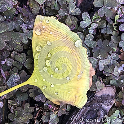 Gingko Biloba leaf moistened by dew in autumn Stock Photo