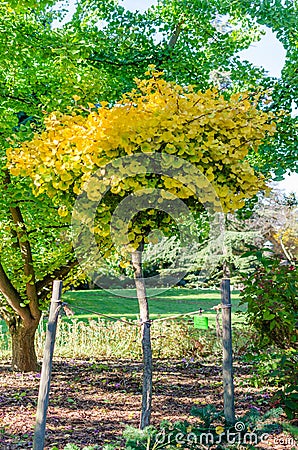 Gingko Biloba `Mariken` in the botany in autumn. Small tree with yellow leaves. Stock Photo