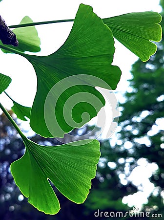 Gingko leaves closeup. Natural harmony, perfection and freshness. Stock Photo