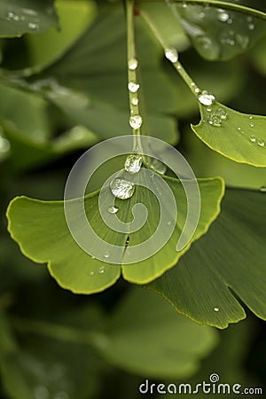 Gingko Leaves. Stock Photo