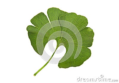 Ginkgo Stock Photo