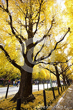 Ginkgo avenue in Meiji Jingu Gaien Park Editorial Stock Photo