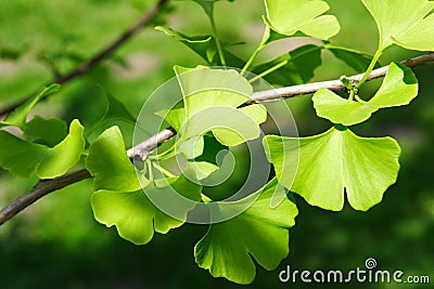 GINKGO BILOBA Stock Photo