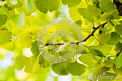 Ginkgo biloba Stock Photo