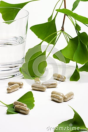 Ginkgo Biloba Stock Photo