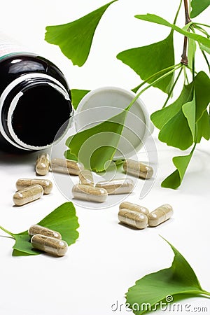 Ginkgo Biloba Stock Photo