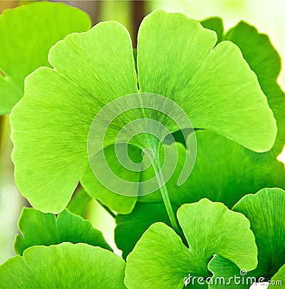 Ginkgo biloba Stock Photo