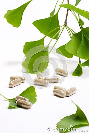 Ginkgo Biloba Stock Photo