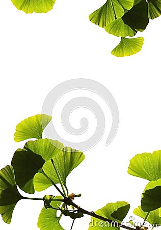 Ginkgo biloba Stock Photo