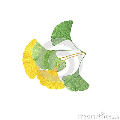 Ginkgo biloba ancient tree fan-shaped leaves branch watercolor illustration, maidenhair tree leaf eco-friendly floral Cartoon Illustration