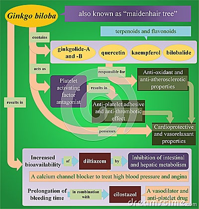 Ginkgo biloba and drug interactions Stock Photo