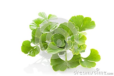 Ginkgo biloba. Stock Photo