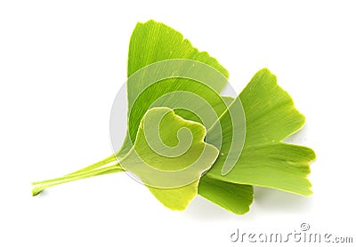 Ginkgo biloba green leaves Stock Photo