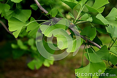 Ginkgo biloba green leaves on a tree Stock Photo