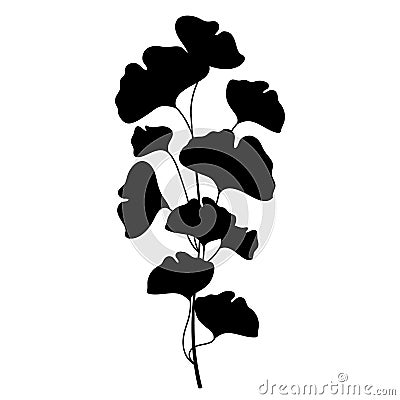 Vector branch silhouette of Gingko or Ginkgo biloba tree. Bunch with leaf in black isolated on white background. Vector Illustration